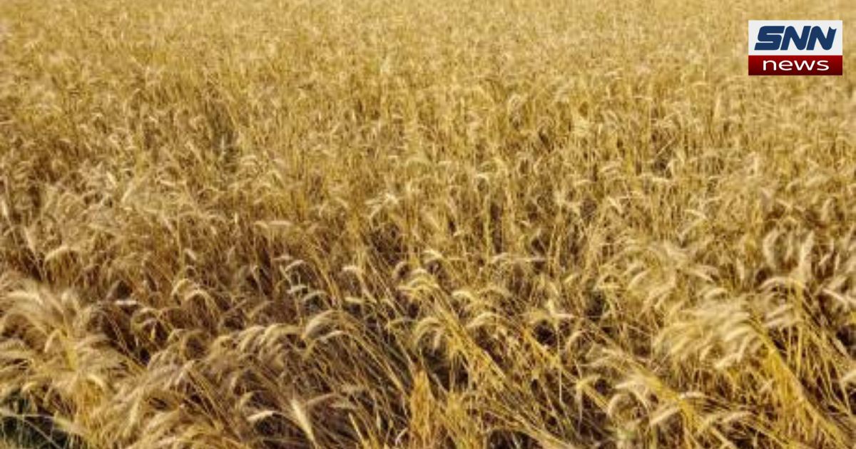 سندھ میں زرعی ٹیکس کے خلاف کسانوں کا گندم بائیکاٹ کا اعلان