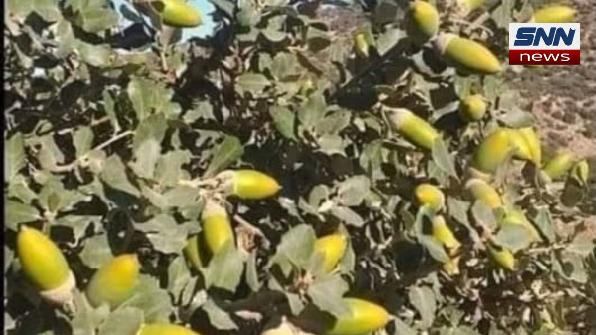 قبائلی علاقوں میں قیمتی پھل صرف گلہریاں کھا رہی ہیں