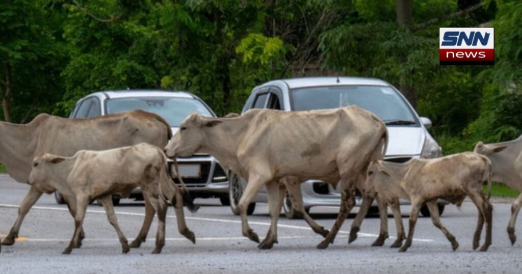 سانگھڑ آوارہ گائیں سڑکوں پر قابض، شہری پریشان