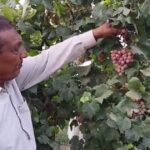 سمندری چک 463 گ ب میں راؤ عمران کے باغ میں لہلہاتی سبز بیلیں اور رنگ برنگے انگوروں کے خوشے