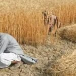 "کٹی ہوئی گندم کے کھیت میں کھڑا پاکستانی کسان، ملک کی گندم ڈی ریگولیشن پالیسی پر تشویش کا اظہار کرتے ہوئے"